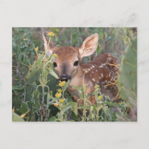 Whitetail Fawn Postkarte