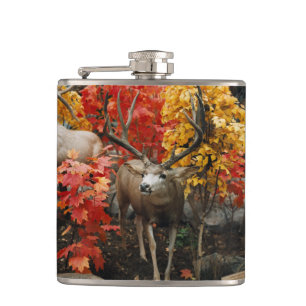 Whitetail im Herbst Flachmann