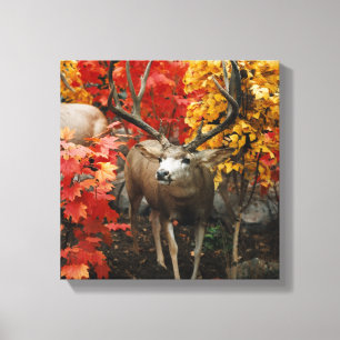 Whitetail im Herbst Leinwanddruck
