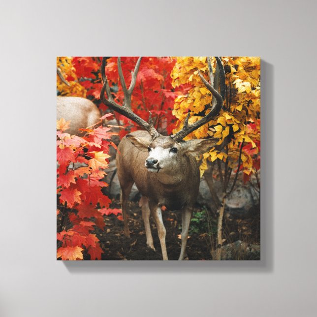 Whitetail im Herbst Leinwanddruck (Vorderseite)