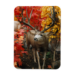 Whitetail im Herbst Magnet