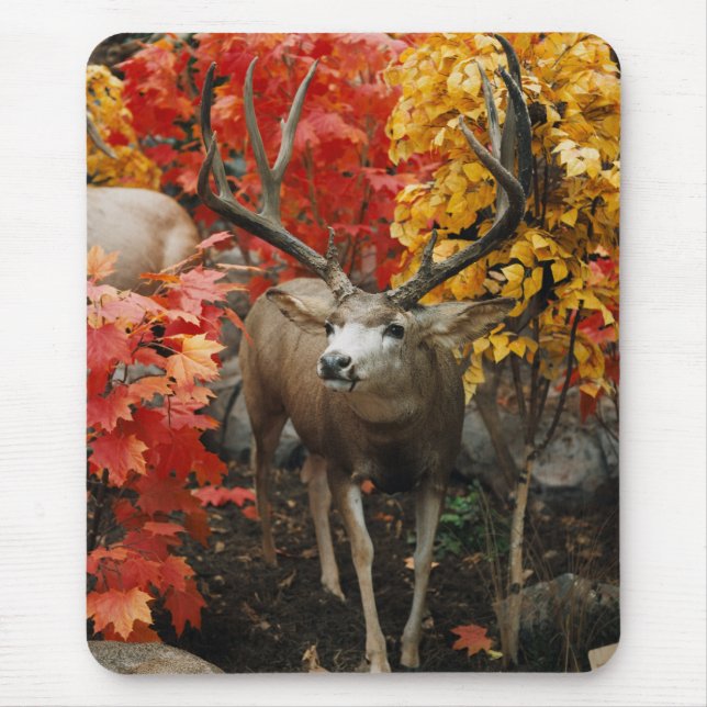 Whitetail im Herbst Mousepad (Vorne)