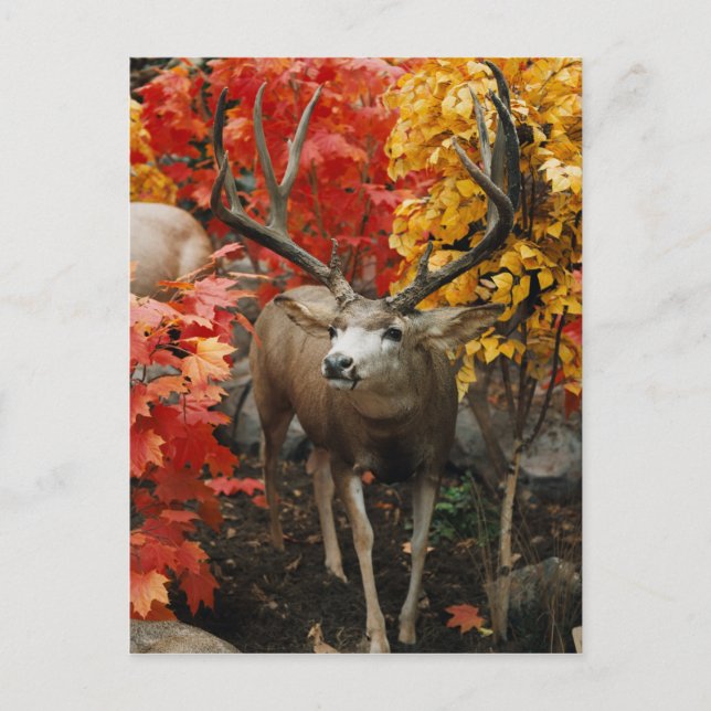 Whitetail im Herbst Postkarte (Vorderseite)