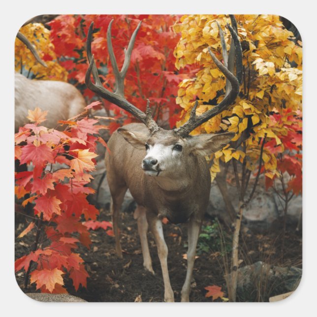 Whitetail im Herbst Quadratischer Aufkleber (Vorderseite)