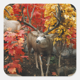 Whitetail im Herbst Quadratischer Aufkleber