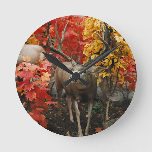 Whitetail im Herbst Runde Wanduhr (Vorderseite)