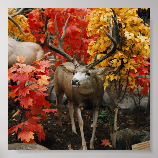 Whitetail In Autumn Poster (Vorne)