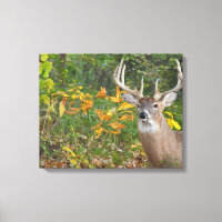 Whitetail