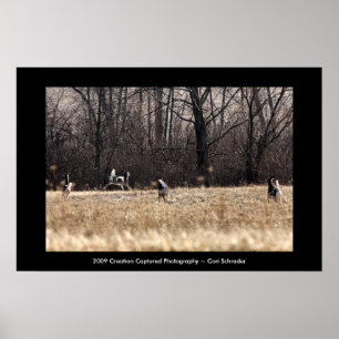 Whitetail Poster