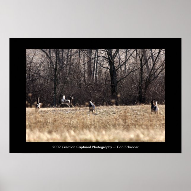 Whitetail Poster (Vorne)