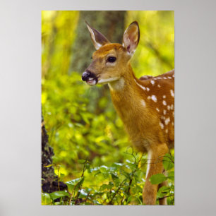 Whitetail Reh in Whitefish, Montana, USA Poster