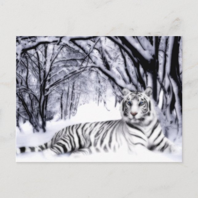 WhiteTiger Postkarte (Vorderseite)