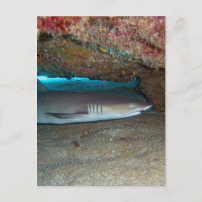 Whitetip Reef Shark 2 Postkarte (Vorderseite)