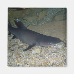Whitetip Reef Shark Magnet