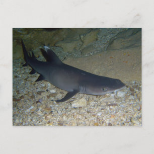 Whitetip Reef Shark Postkarte