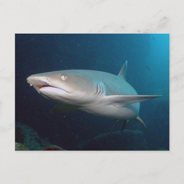Whitetip Reef Shark Postkarte (Vorderseite)