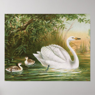 "Whooper Swan" Vintage Vogeldarstellung Poster
