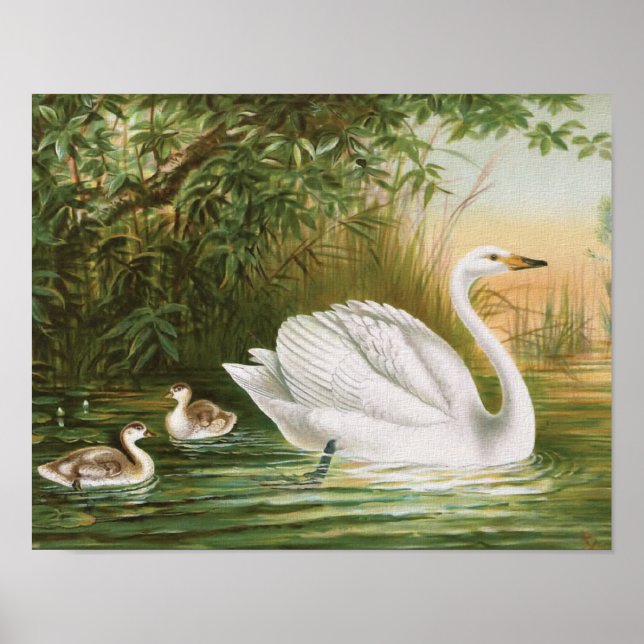 "Whooper Swan" Vintage Vogeldarstellung Poster (Vorne)