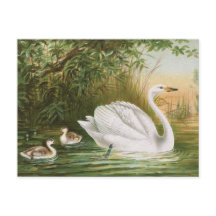 "Whooper Swan" Vintage Vogeldarstellung