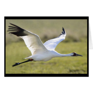 Whooping Crane (Grus americana)