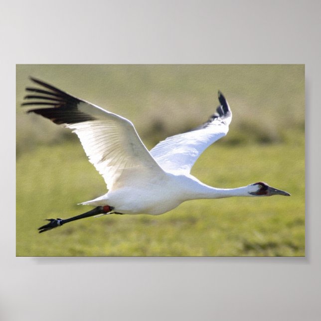 Whooping Crane (Grus americana) Poster (Vorne)