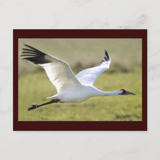 Whooping Crane (Grus americana) Postkarte