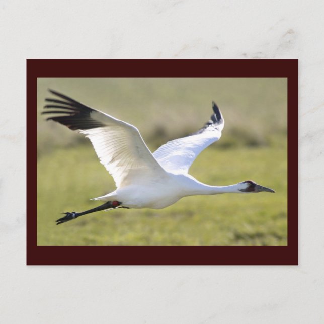 Whooping Crane (Grus americana) Postkarte (Vorderseite)