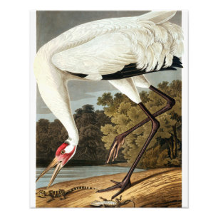 Whooping Crane von John James Audubon Fotodruck