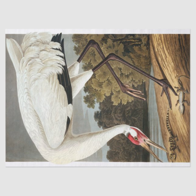 Whooping Crane von John James Audubon Seidenpapier (Vorderseite)