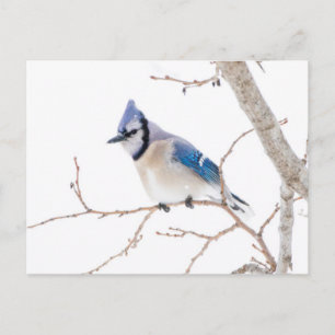 Wichita County, Texas. Blauhäher Postkarte