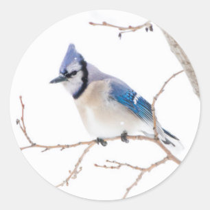 Wichita County, Texas. Blauhäher Runder Aufkleber