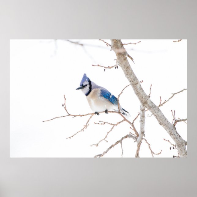 Wichita County, Texas. Blue Jay5 Poster (Vorne)