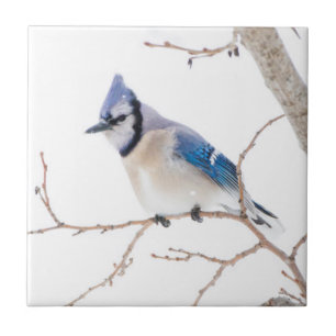 Wichita Landkreis, Texas. Blue Jay Fliese