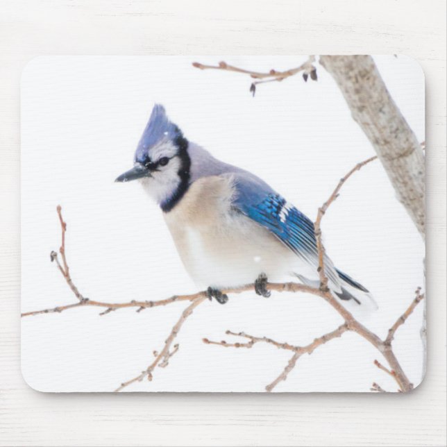 Wichita Landkreis, Texas. Blue Jay Mousepad (Vorne)