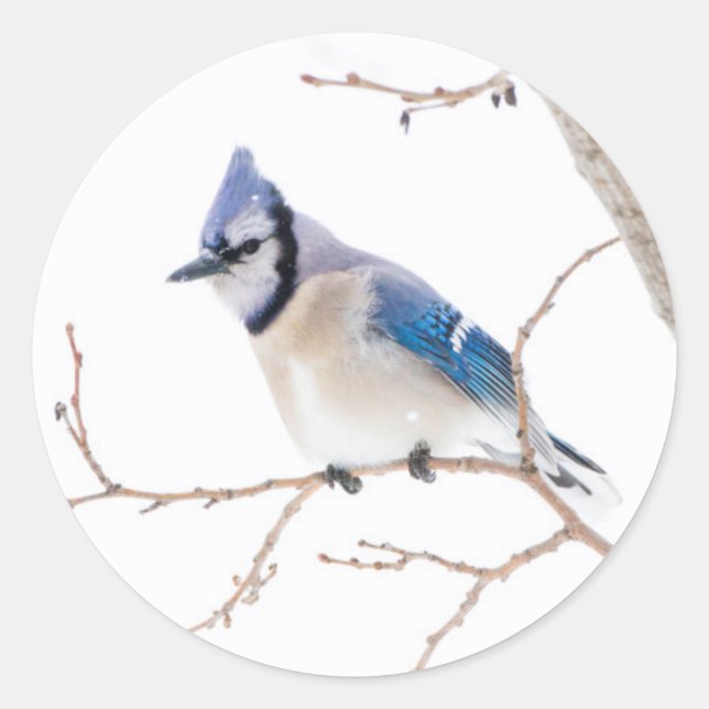 Wichita Landkreis, Texas. Blue Jay Runder Aufkleber (Vorderseite)