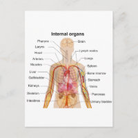 Wichtige interne Organe in der Übersicht über den