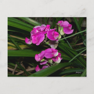 Wicke-Blumen Postkarte