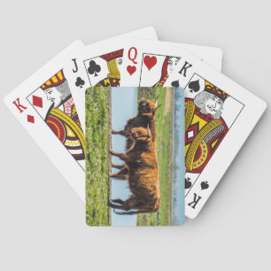 Wicken Fen-Rinder Spielkarten