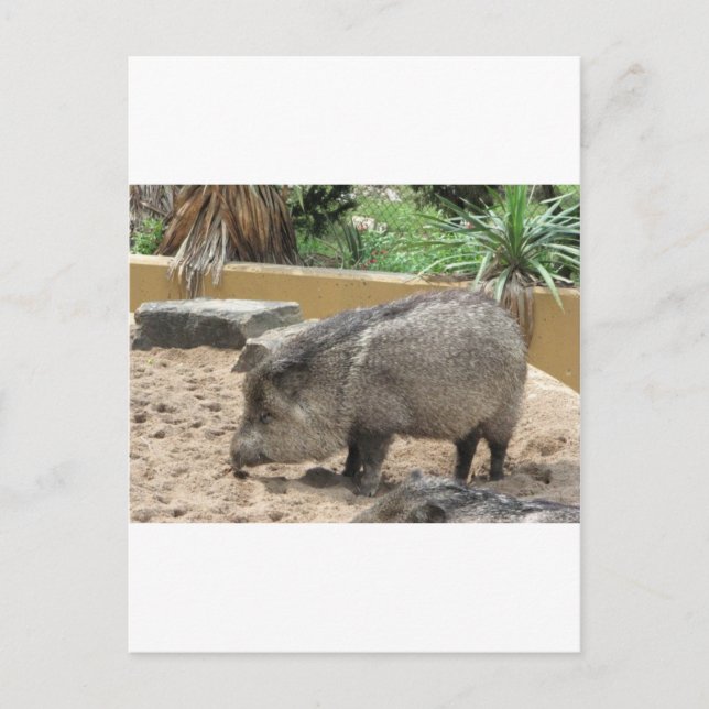 WID PIG POSTKARTE (Vorderseite)