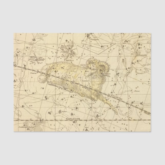 Widder, Musca Borealis Seidenpapier (Vorderseite)