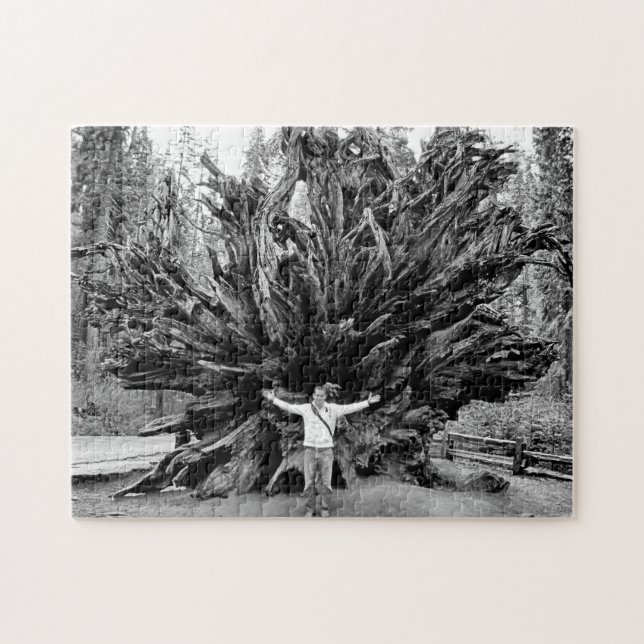 Wide Angle Sequioa Tree Trunk - 11x14 - 252 Stk. Puzzle (Horizontal)