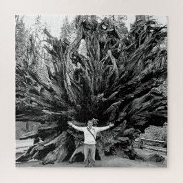 Wide Angle Sequioa Tree Trunk - 20x20 - 676 Stk. Puzzle