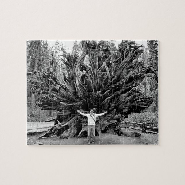 Wide Angle Sequioa Tree Trunk - 8x10 - 110 Stk. Puzzle (Horizontal)