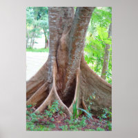 Wide Baumwurzeln Florida-Baumposter