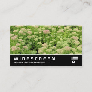 Widescreen 0424 - Sedum (Herbstfreude) Visitenkarte