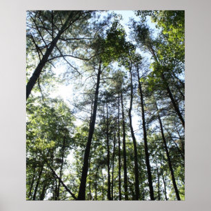 Widewater Trees in the sun Poster