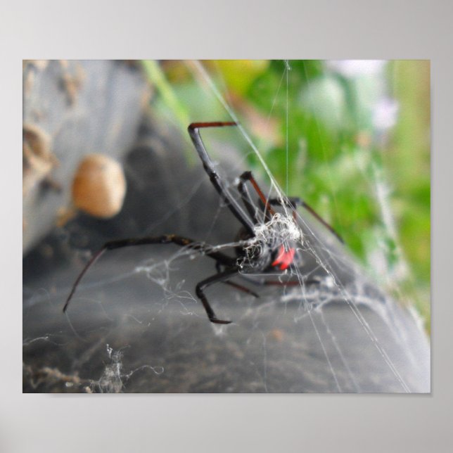 Widows Pose Poster (Vorne)