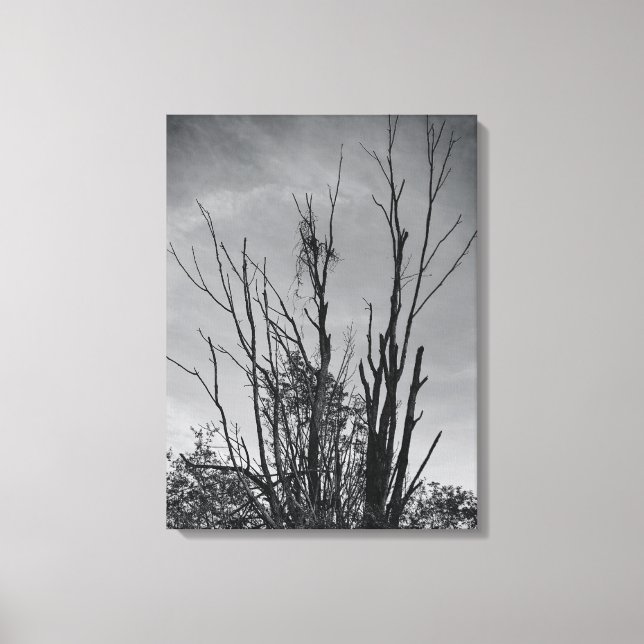 Wie Ashes aus einem Phoenix Leinwanddruck (Vorderseite)