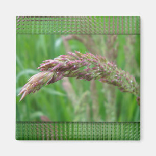 Wie das Gras das Magnet wächst