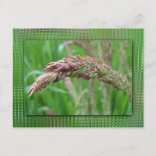 Wie das Gras Postkarte wächst